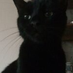 Alfie, The Cat