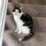 Phoebe, The Cat